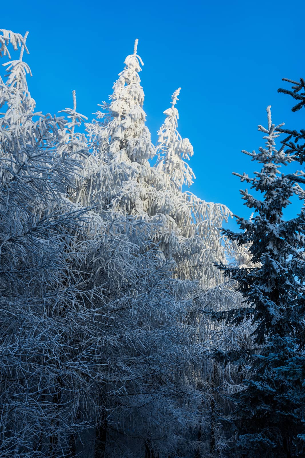 Frosted pine branch in the winter landscape