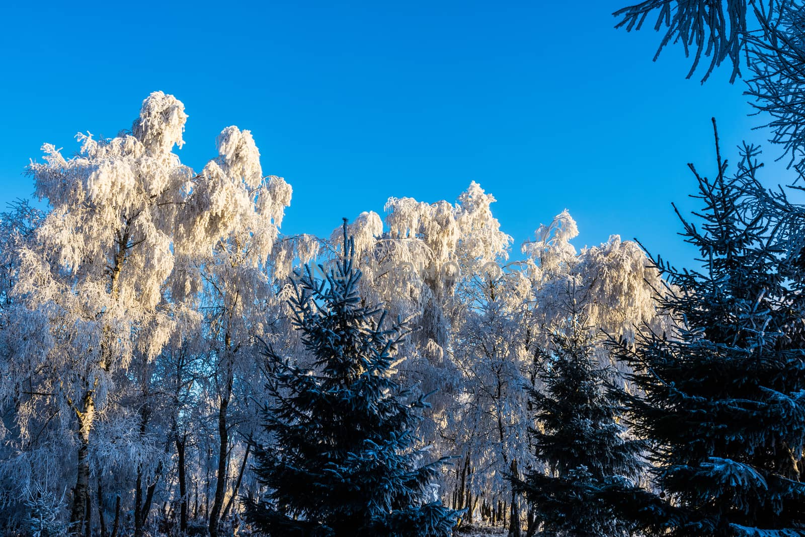 Frosted pine branch in the winter landscape