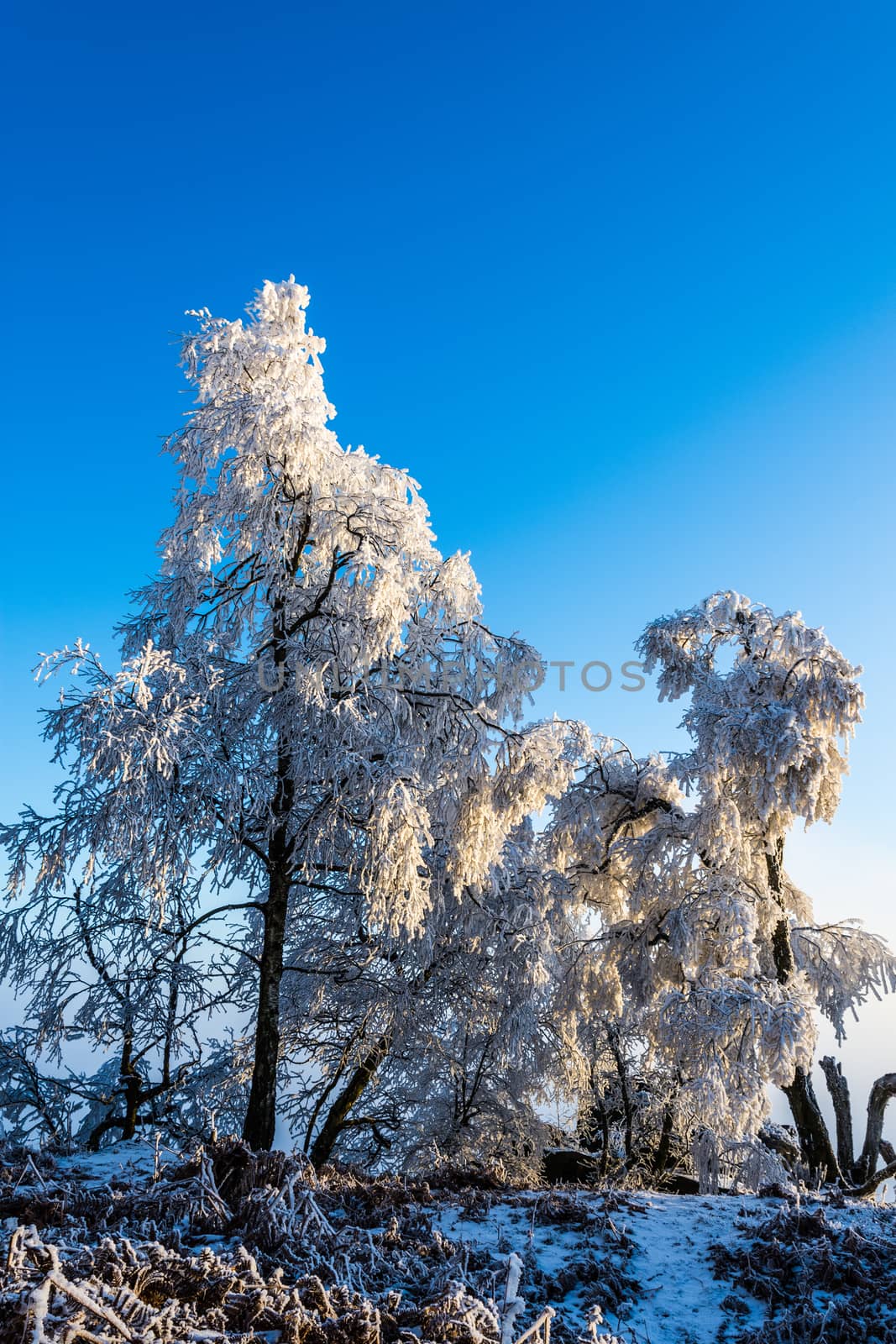 Frosted pine branch in the winter landscape