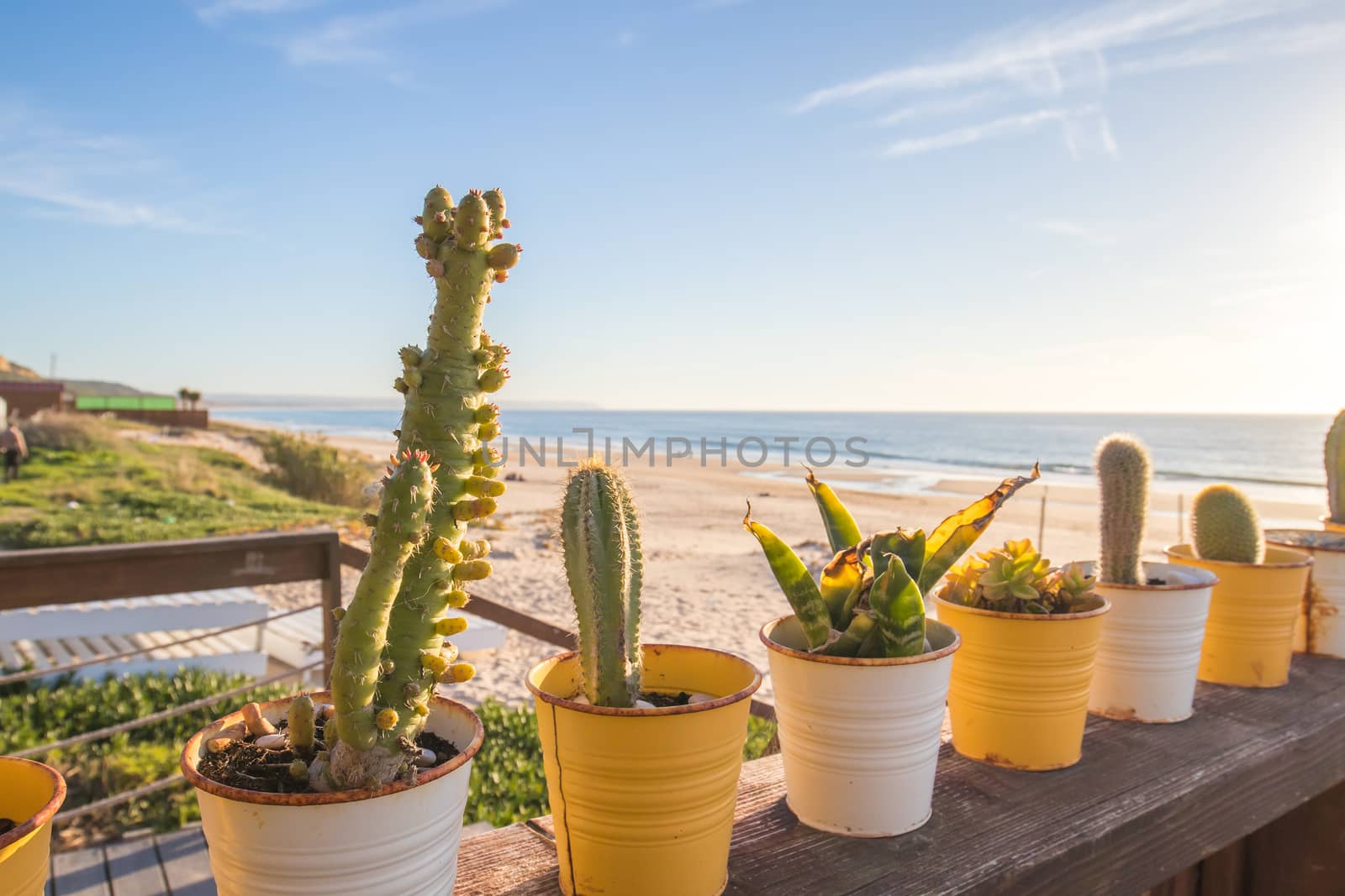 A line of many diferent cactus in old rusty pots, on top of a wooden shelf, during sunset. 