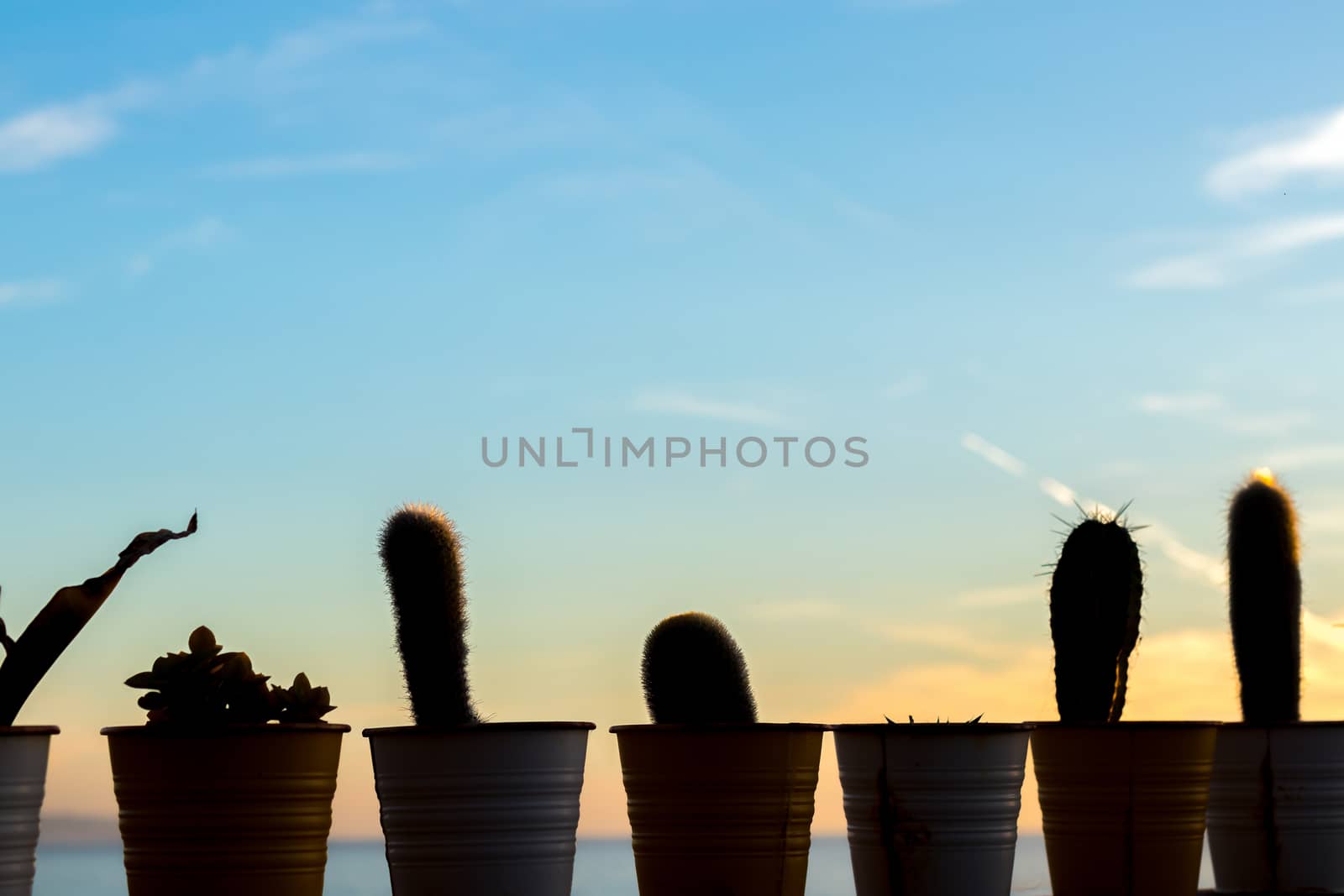 line of diferent cactus in pots by noimagination