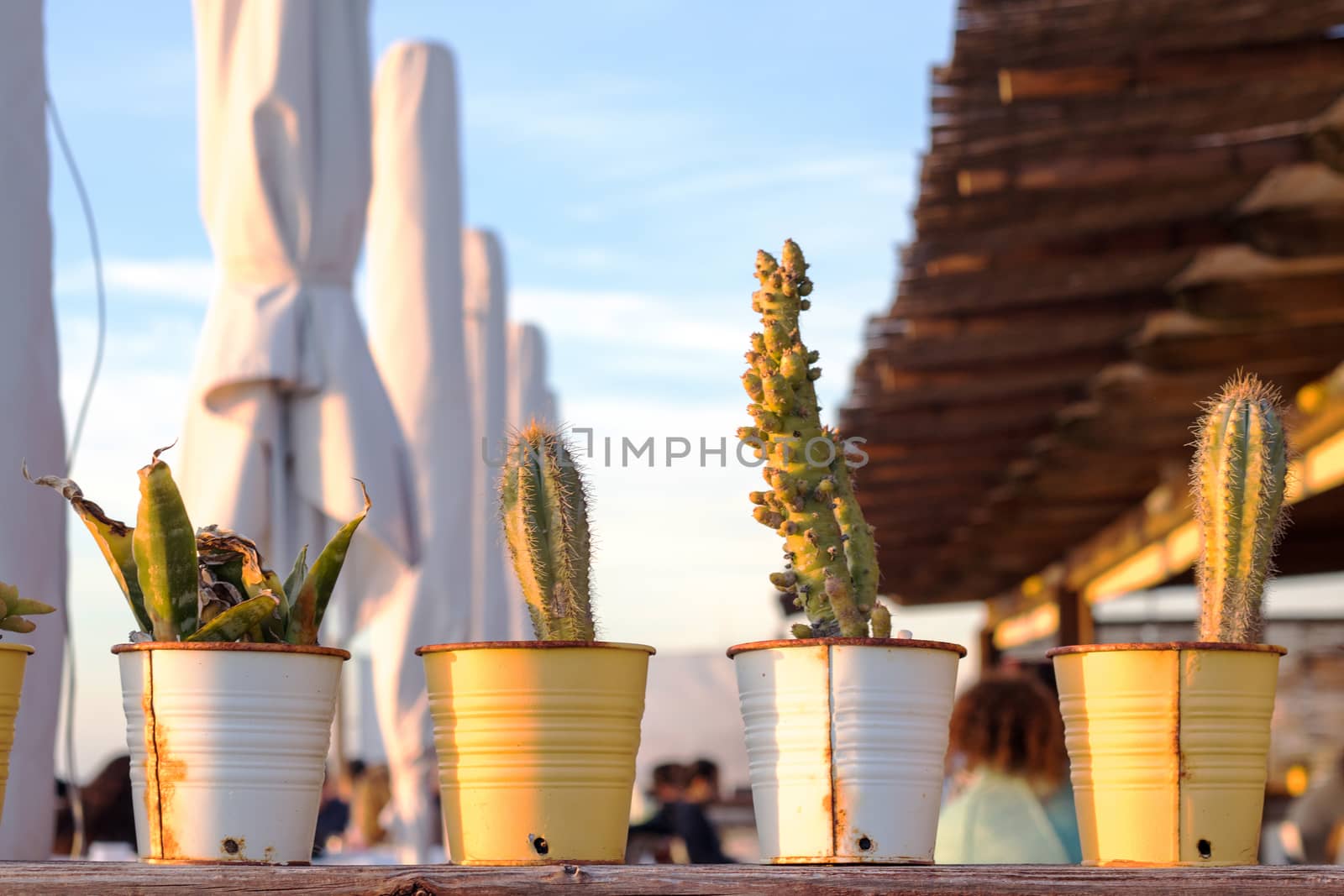 Line of cactus at the beach bar by noimagination