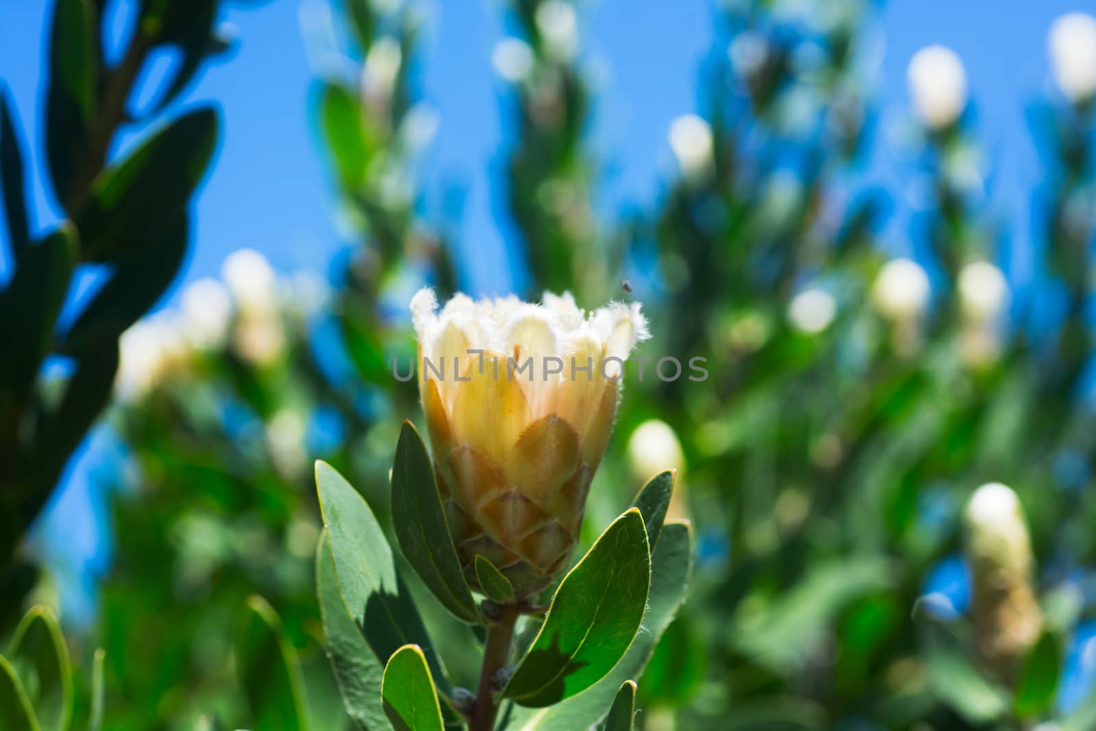 King Protea in South African Botanical Garden