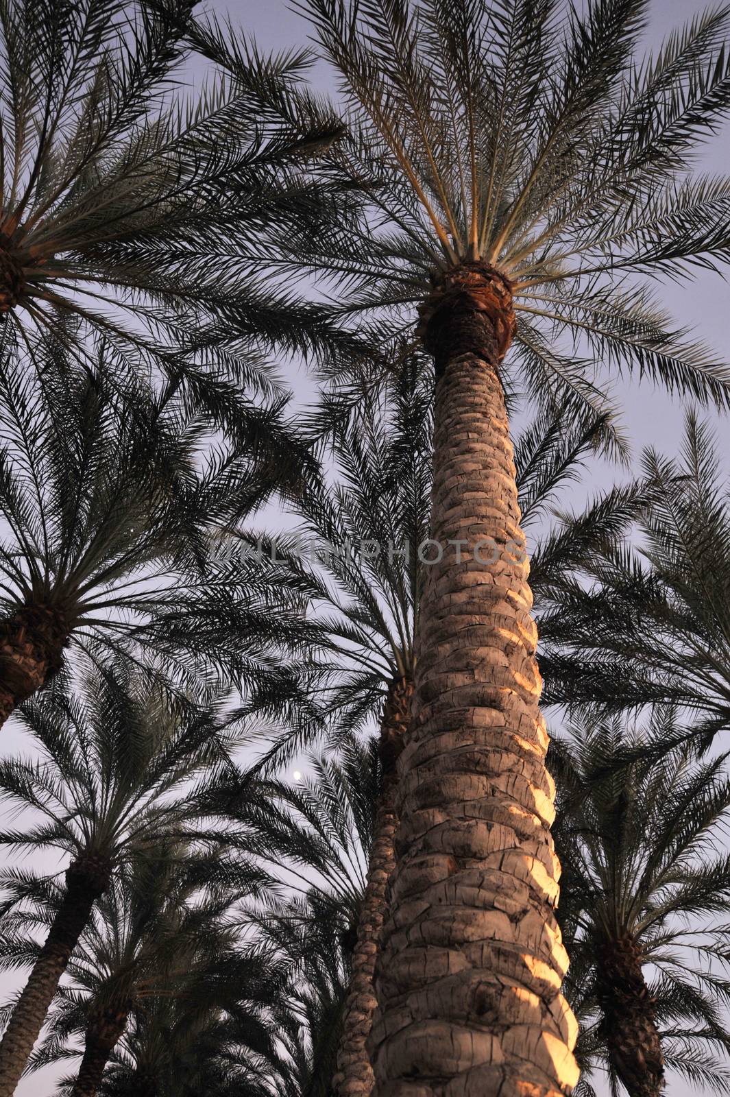 Looking up view of palm trees in early evening