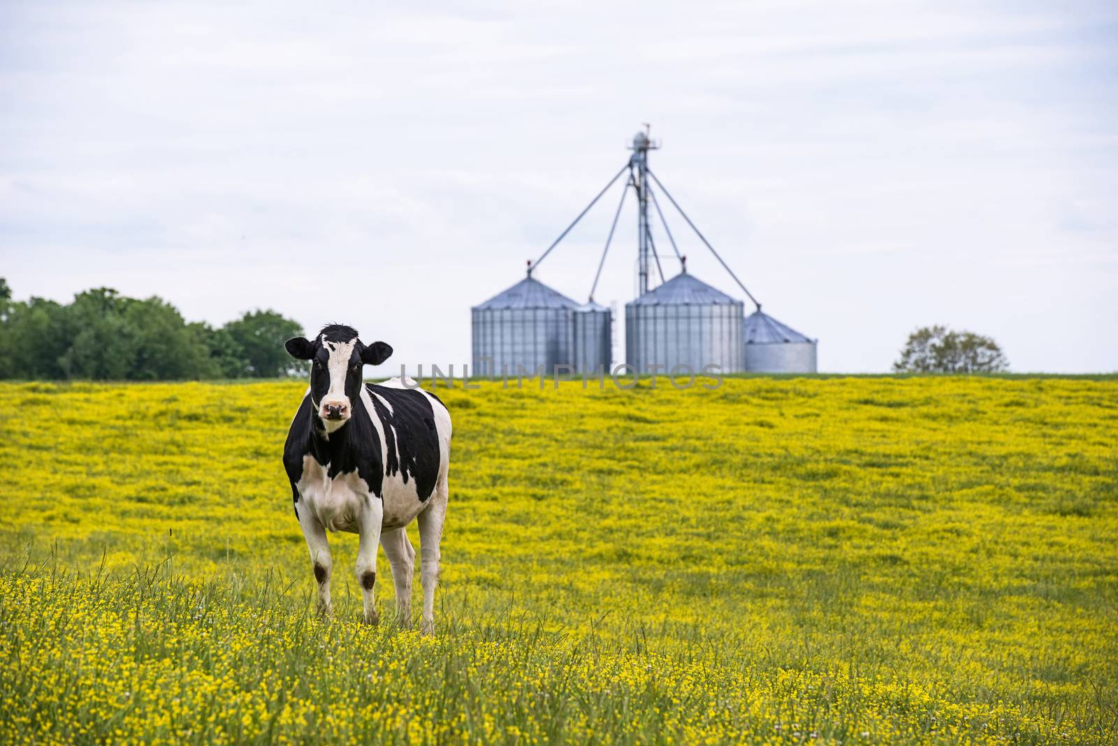 Cow in a field of yellow flowers by gregory21