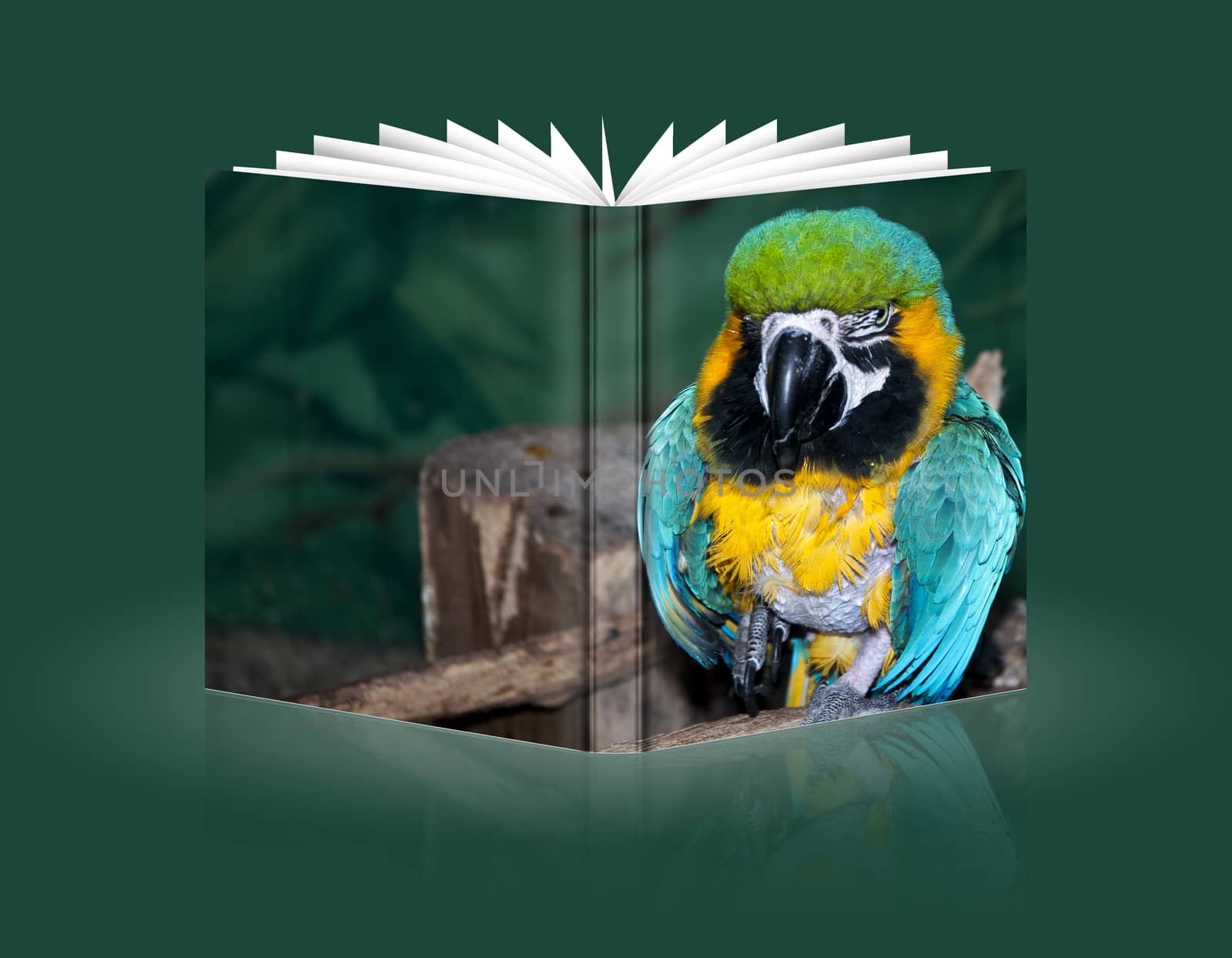 book of a colorful parrot at the Safari Park