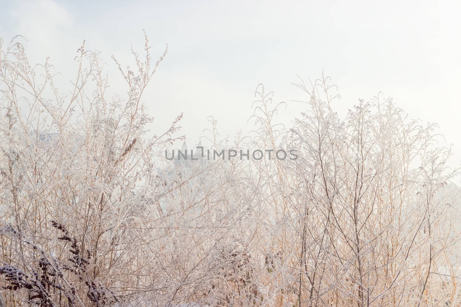 Background of withered grass, covered with frost on the background of the cloudy sky and a blurred city buildings in winter morning
