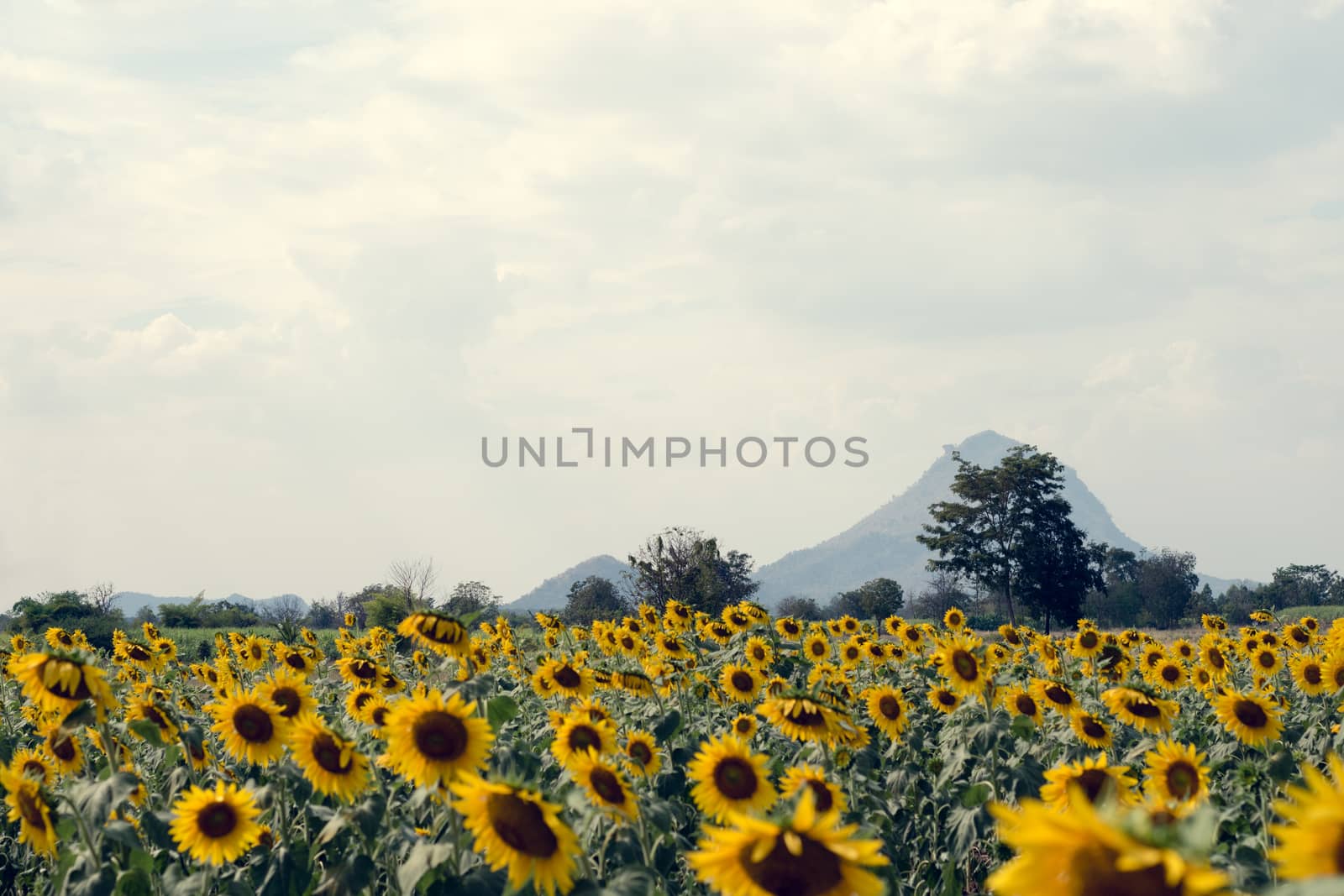 Summer sunflower field. Field of sunflowers with blue sky. A sun by dfrsce
