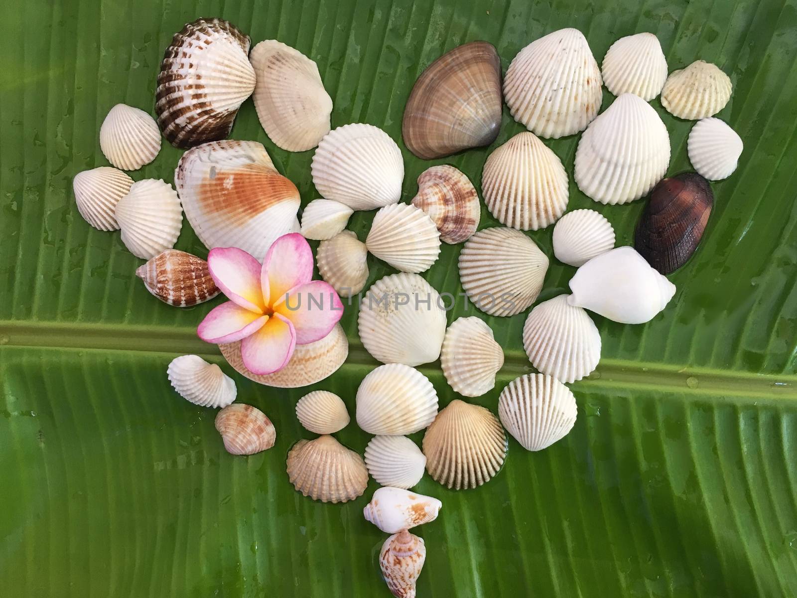 Valentine heart made of seashells on the banana leaf background.