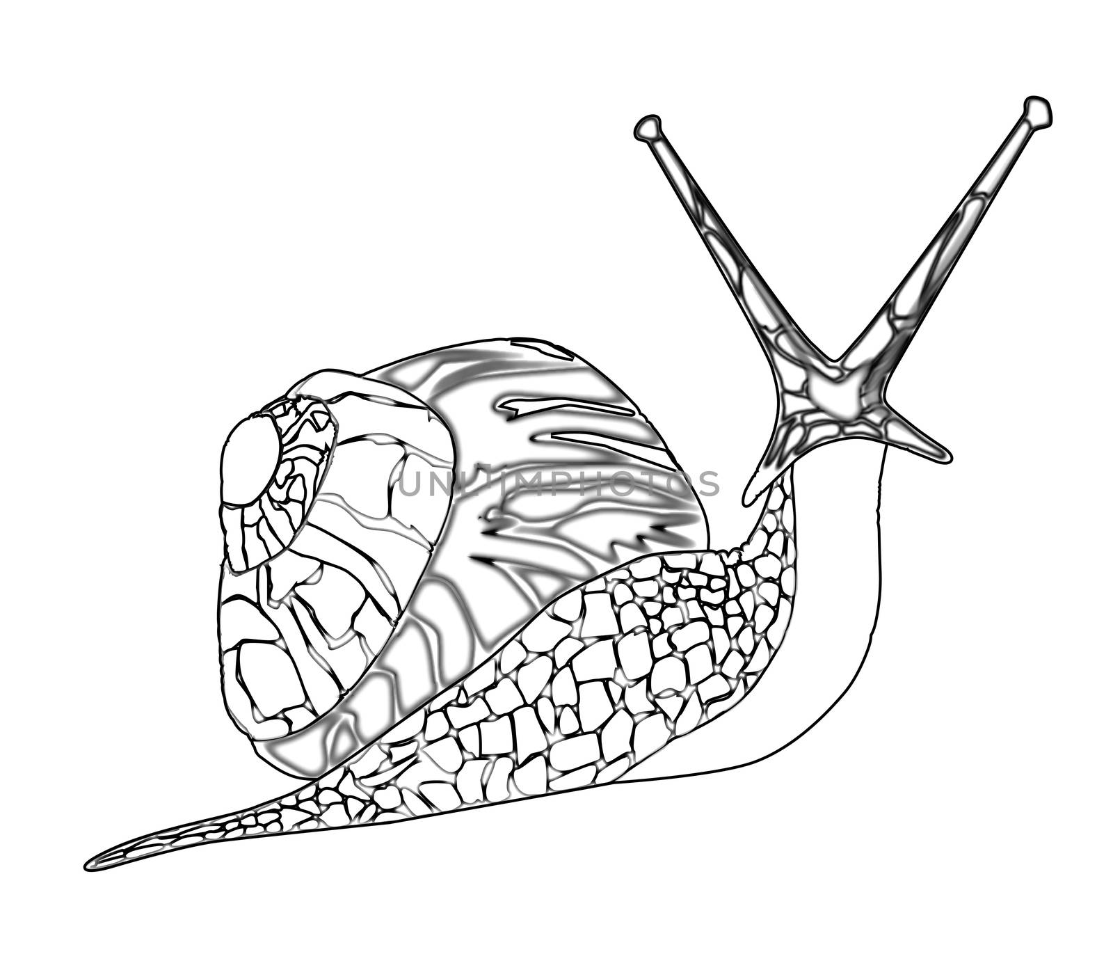 A snail isolated on a white background