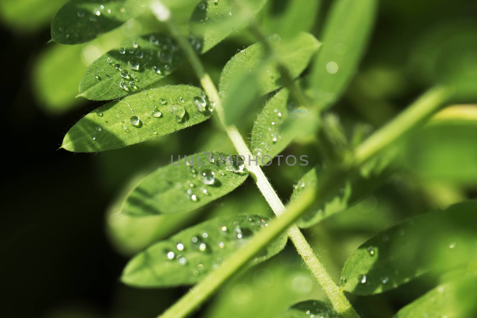 Fresh green grass with dew drops closeup. Nature Background. background of dew drops on bright green grass