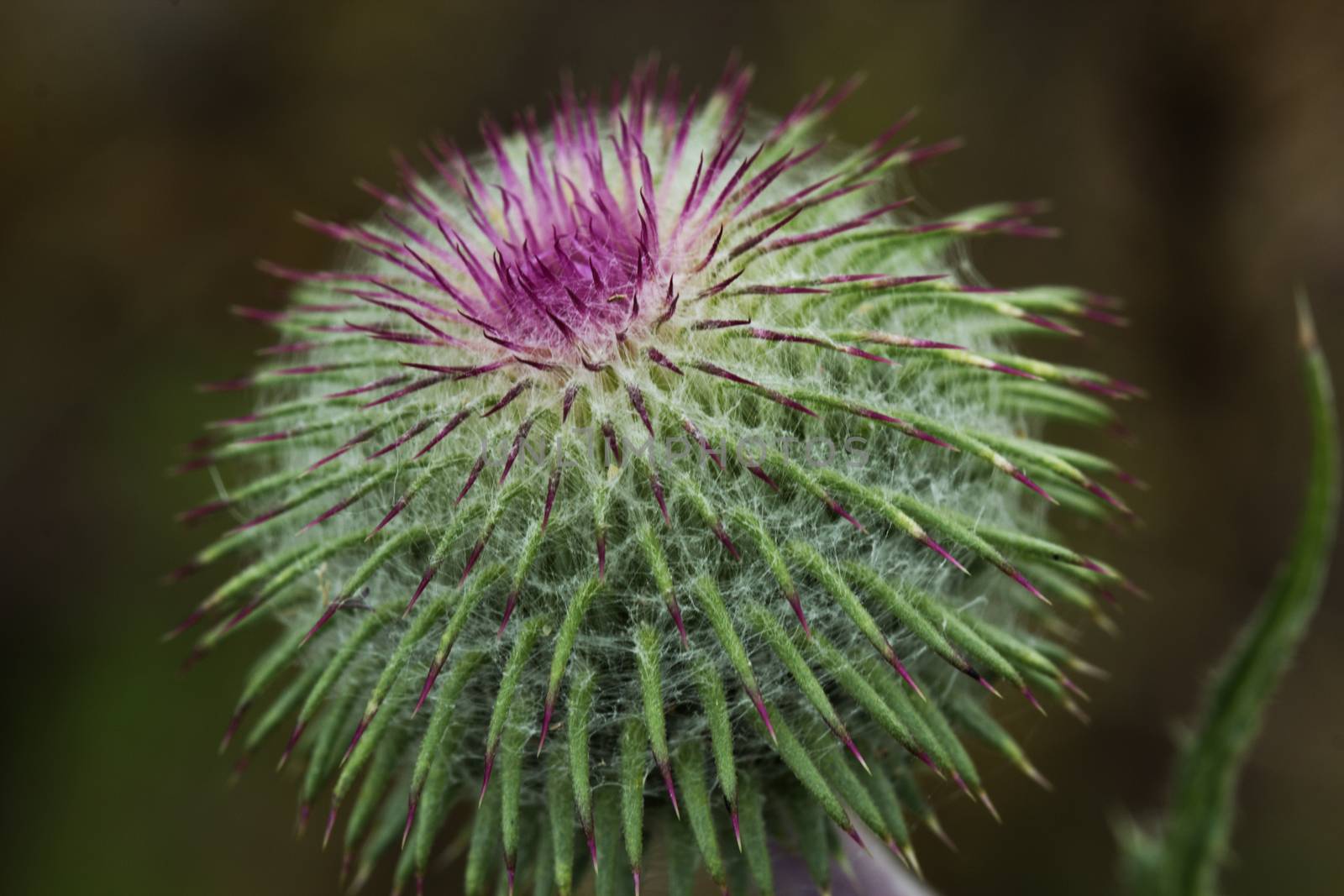 Close up image showing the purple flower of a milk thistle which is a celtic symbol of nobility.