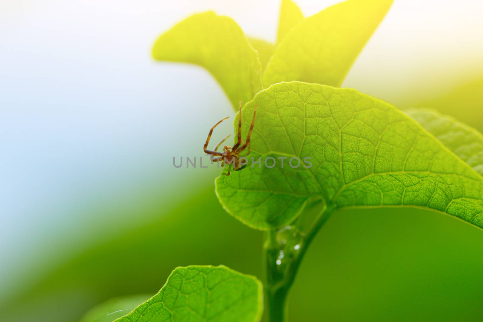 macro of the green spider on green leaf.