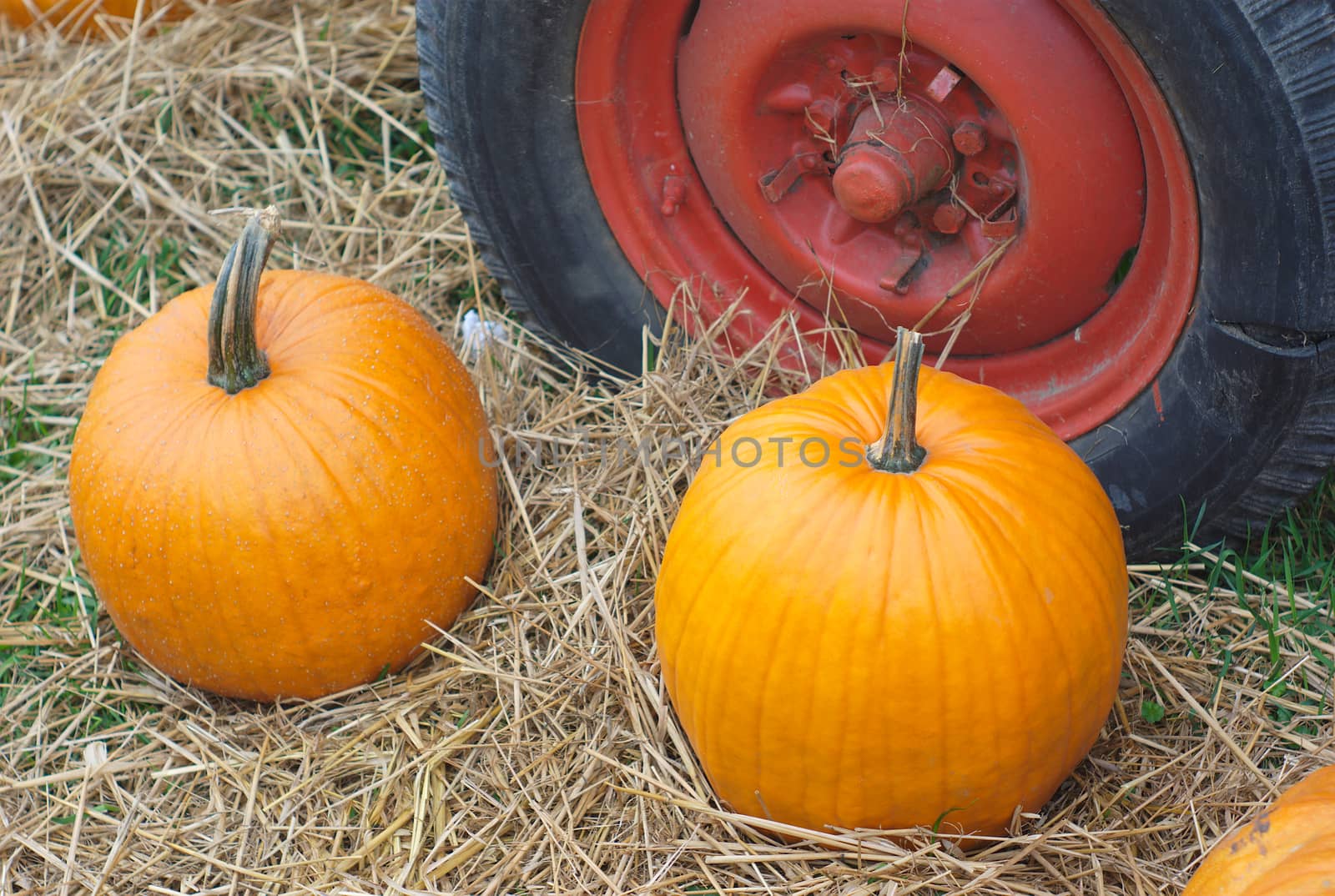 thanksgiving or halloween pumpkin and tractor wheel on straw