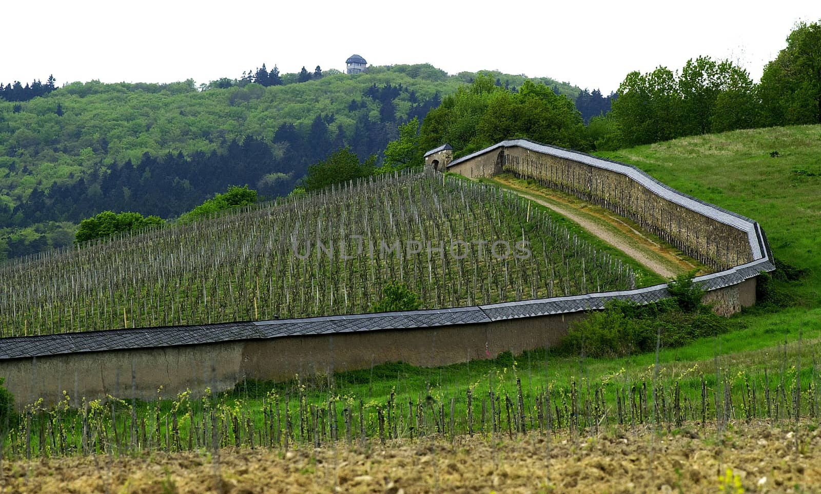 Panoramic views over vineyard