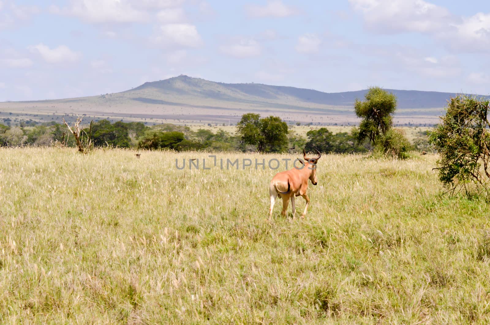 Hirola isolated in the savannah of the park Tsavo East in Kenya with the mountains in the background