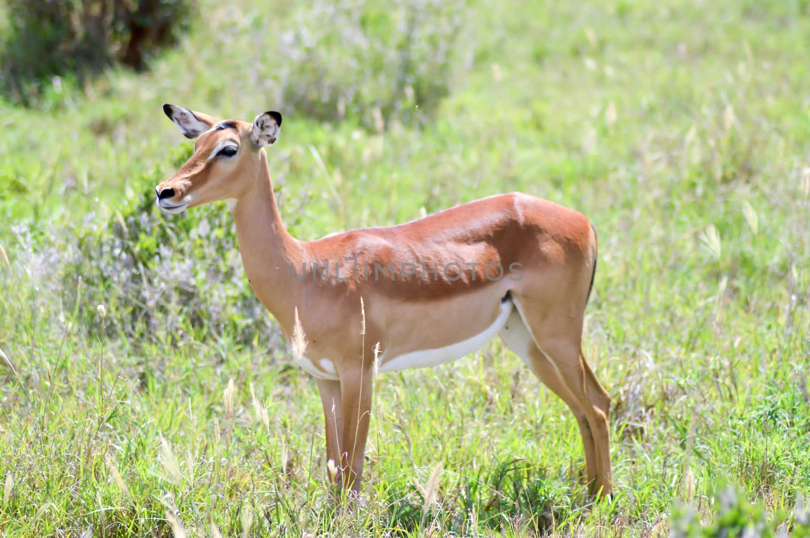 Impala isolated grazing in East Tsavo Park in Kenya