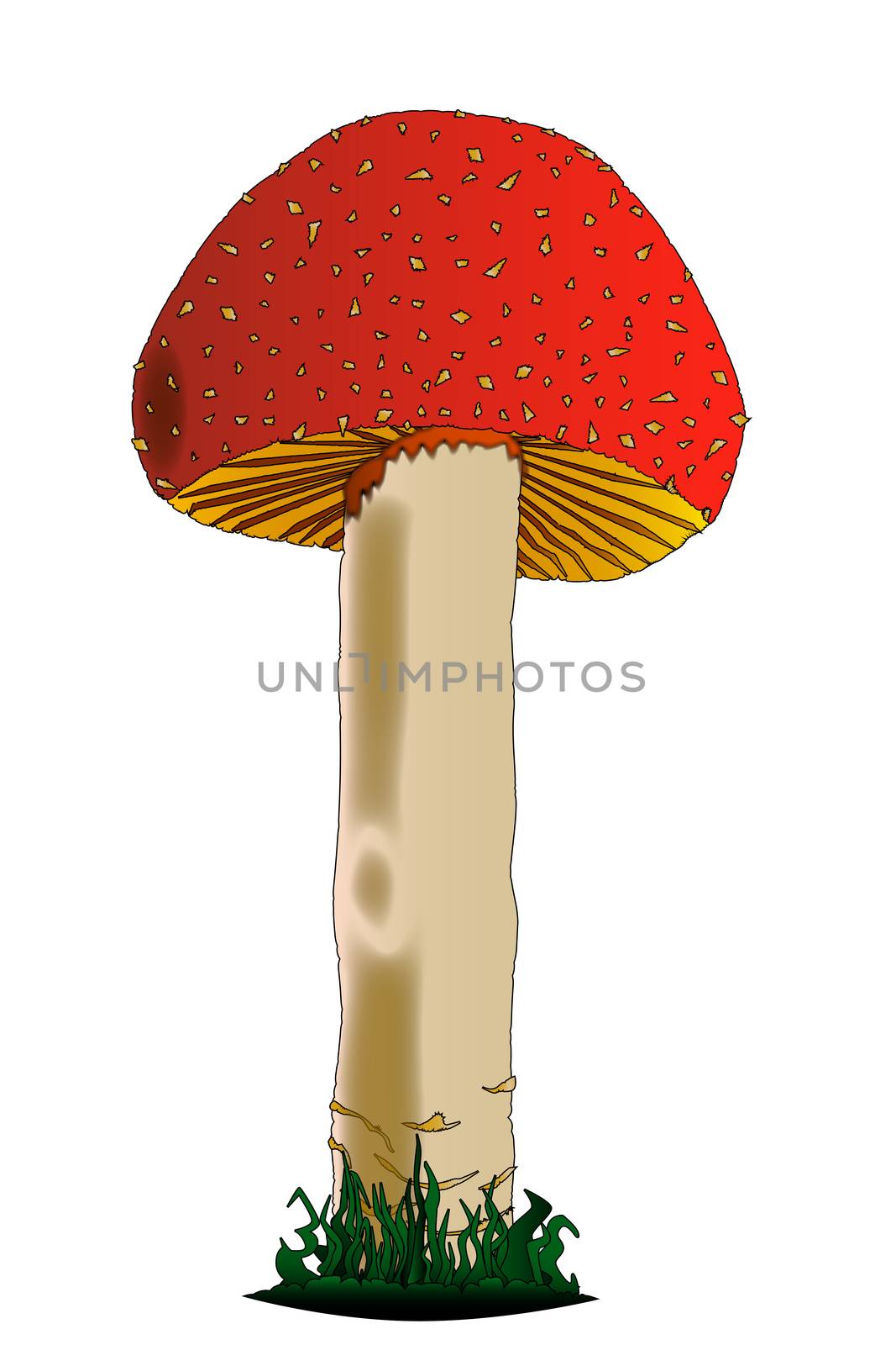 A red and white edible mushroom isolated on a white background.
