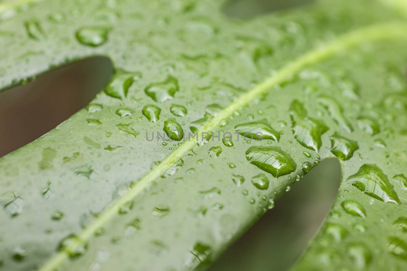 Rain drops on leaf of cheese plant by AlessandroZocc
