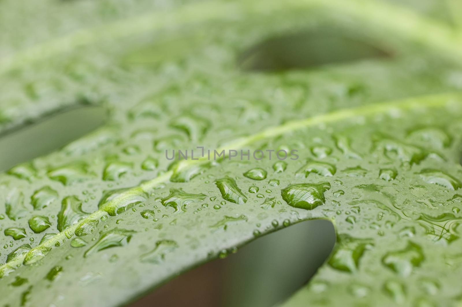 Rain drops on leaf of cheese plant by AlessandroZocc