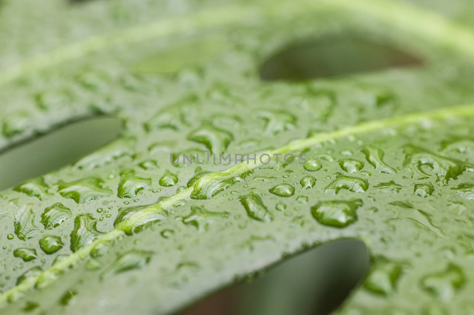 Water drops on leaf of Monstera deliciosa, Swiss cheese plant.