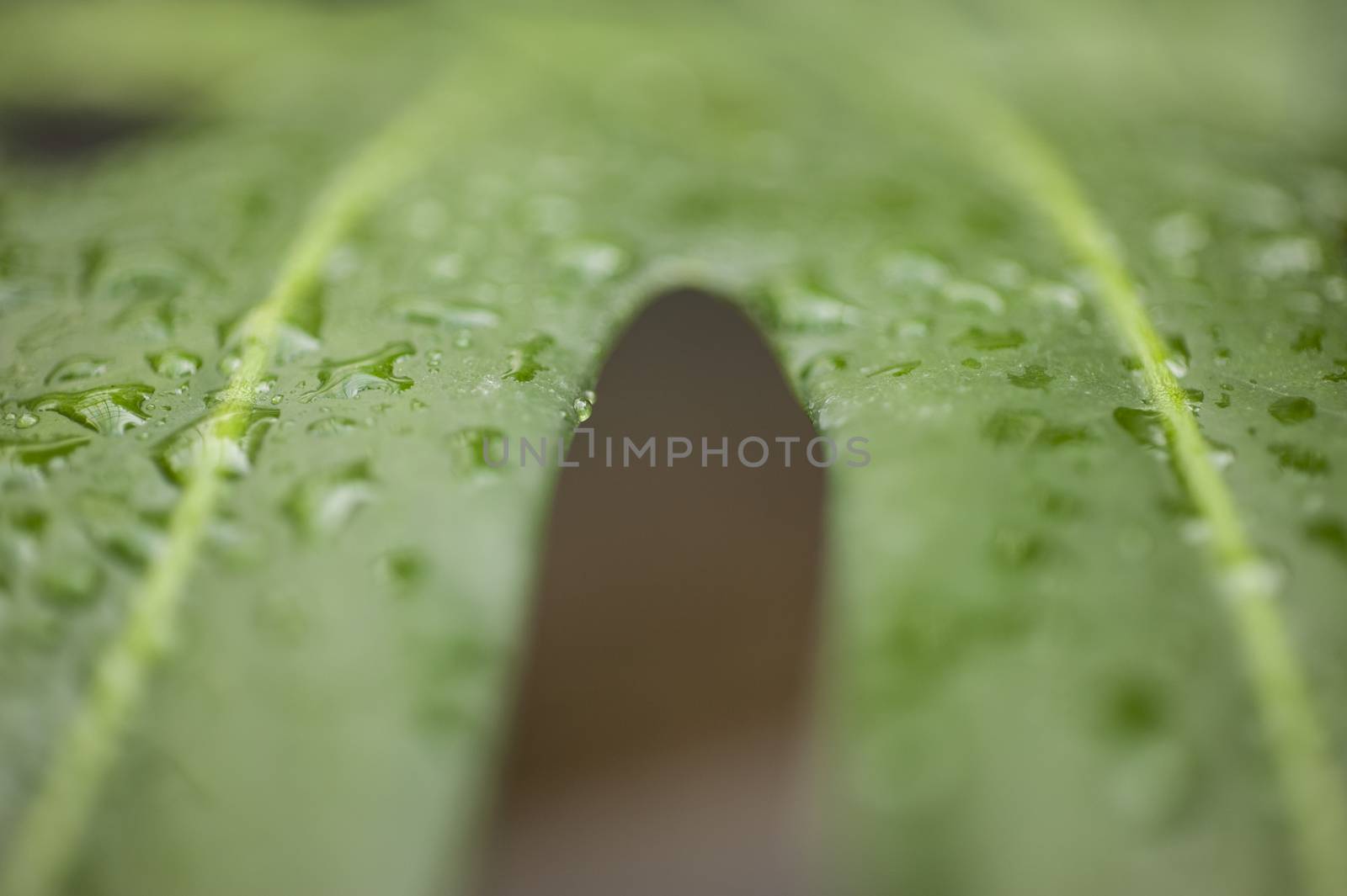 Rain drops on leaf of cheese plant by AlessandroZocc