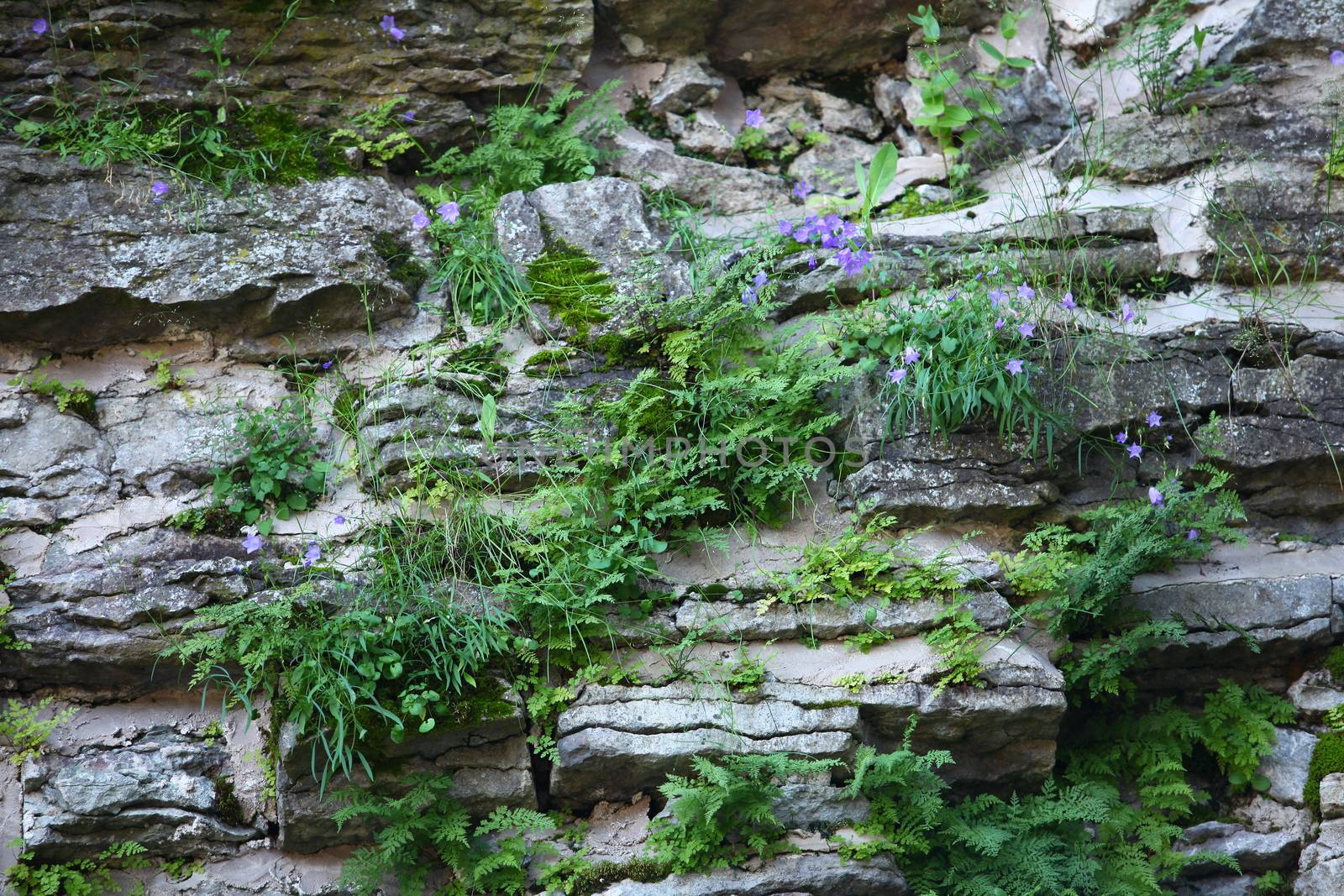 on stones grow flowers cornflowers  by mrivserg