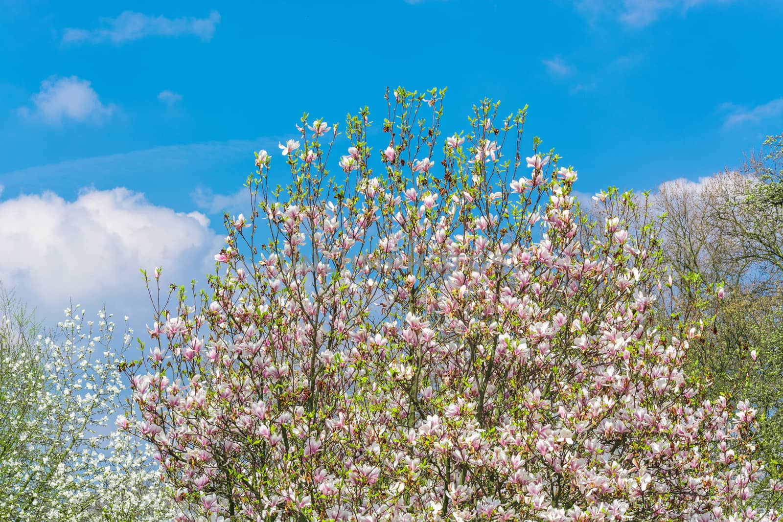 Beautiful fascinating spring scene with blue sky.