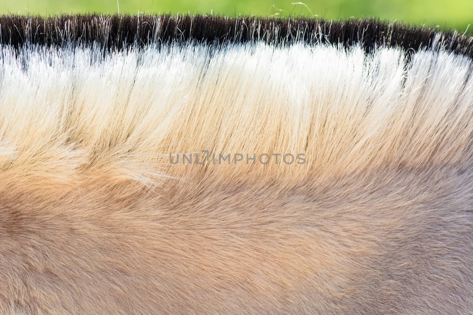 Detail, Beautiful mane of a small horse, pony.