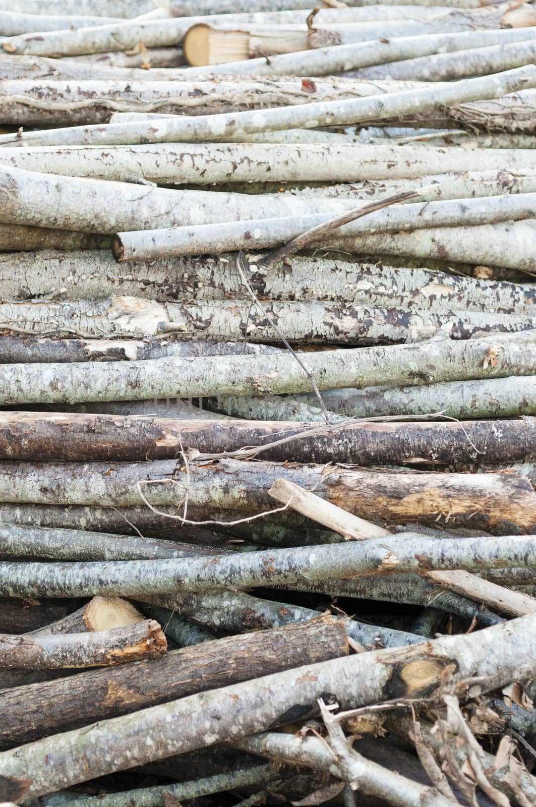 Stack of cut tree branches for home fireplace.