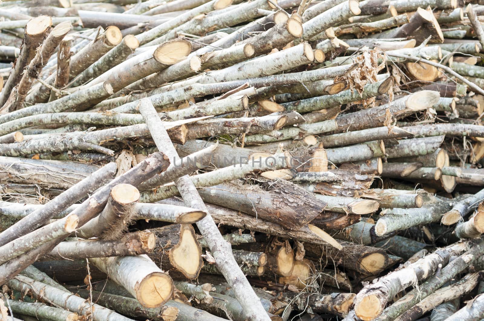 Stack of cut tree branches for home fireplace.