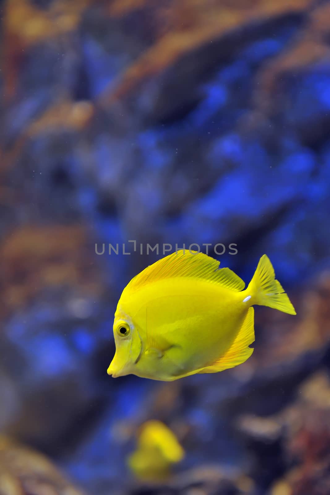 yellow tropical fish in water