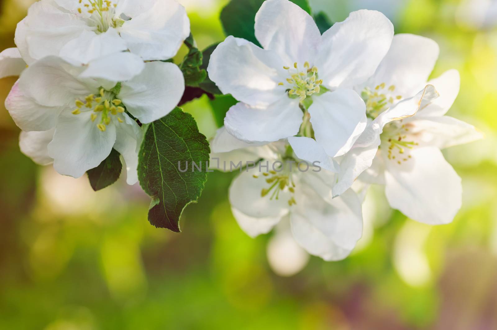 branch of a blossoming apple tree in a spring garden. Close up