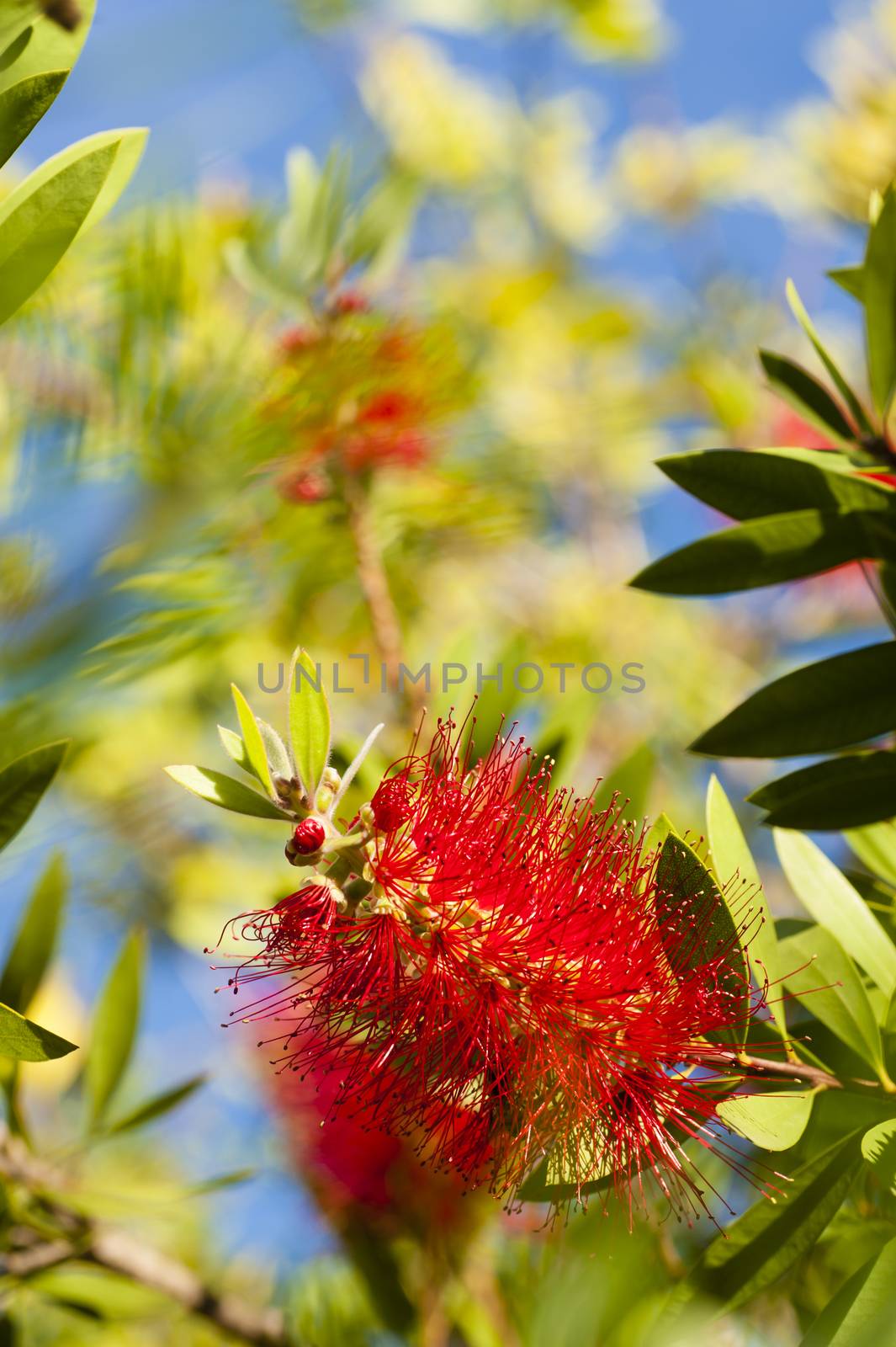 Flowers of Melaleuca viminalis, weeping bottlebrush, creek bottlebrus, plant in the myrtle family, Myrtaceae,  endemic to New South Wales, Queensland and Western Australia.