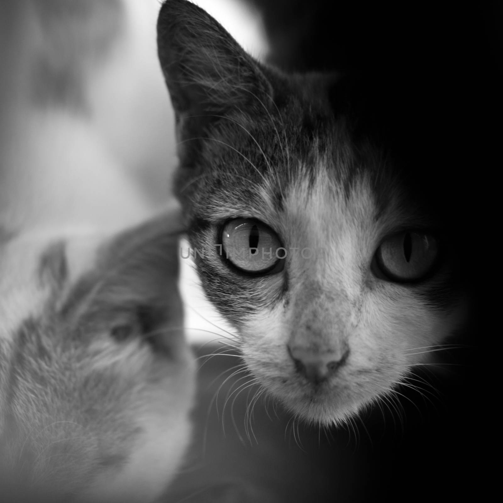 BLACK AND WHITE PHOTO OF CAT LOOKING AT CAMERA