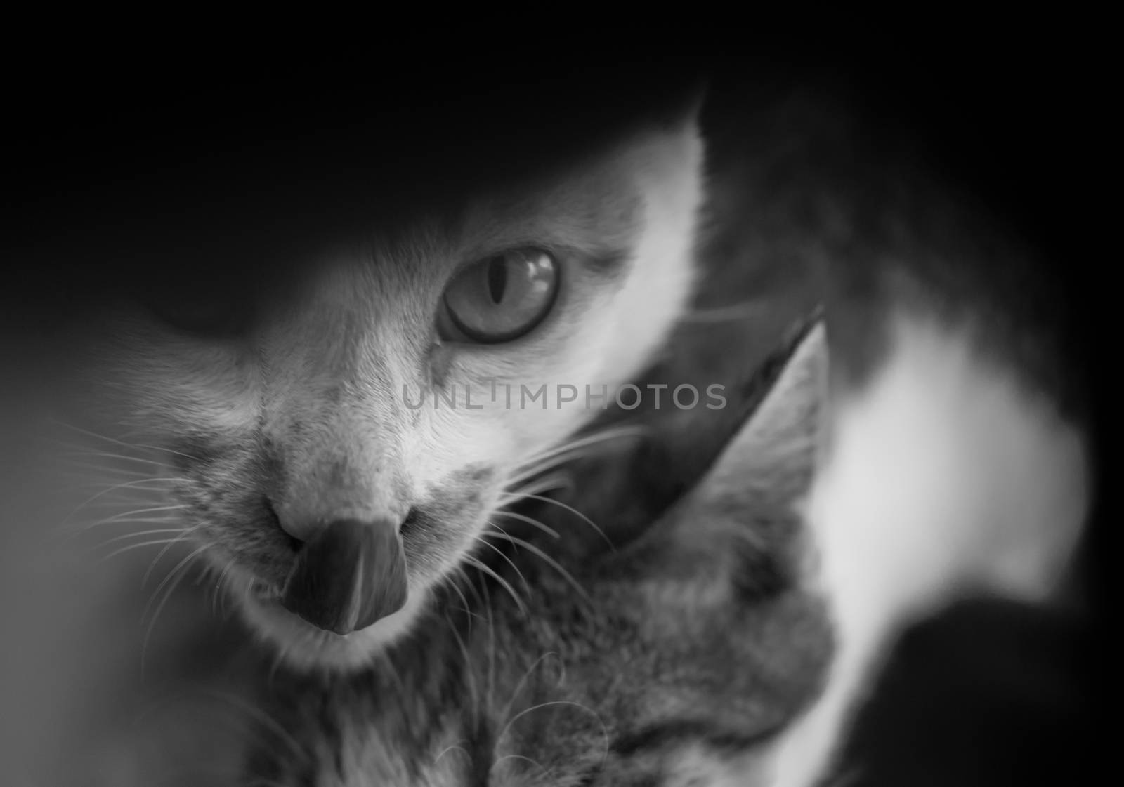 BLACK AND WHITE PHOTO OF CAT LICKING ITS LIP WHILE LOOKING AT CAMERA