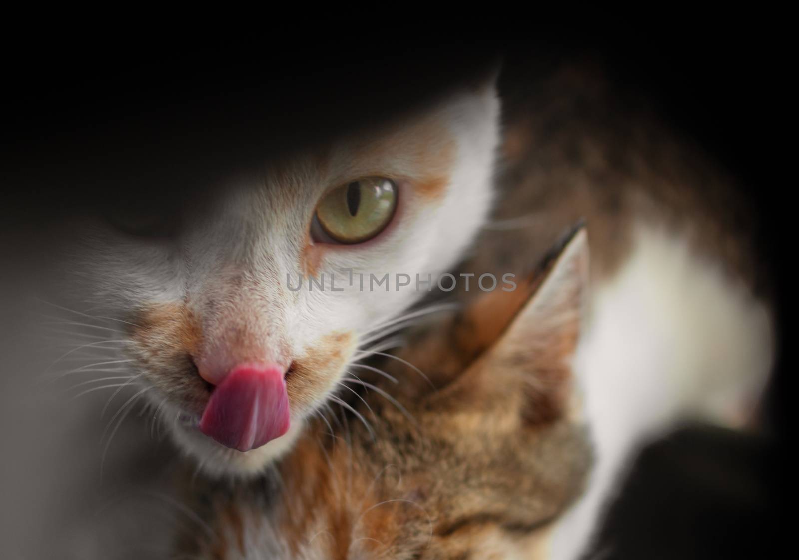 COLOR PHOTO OF CAT LICKING ITS LIP WHILE LOOKING AT CAMERA