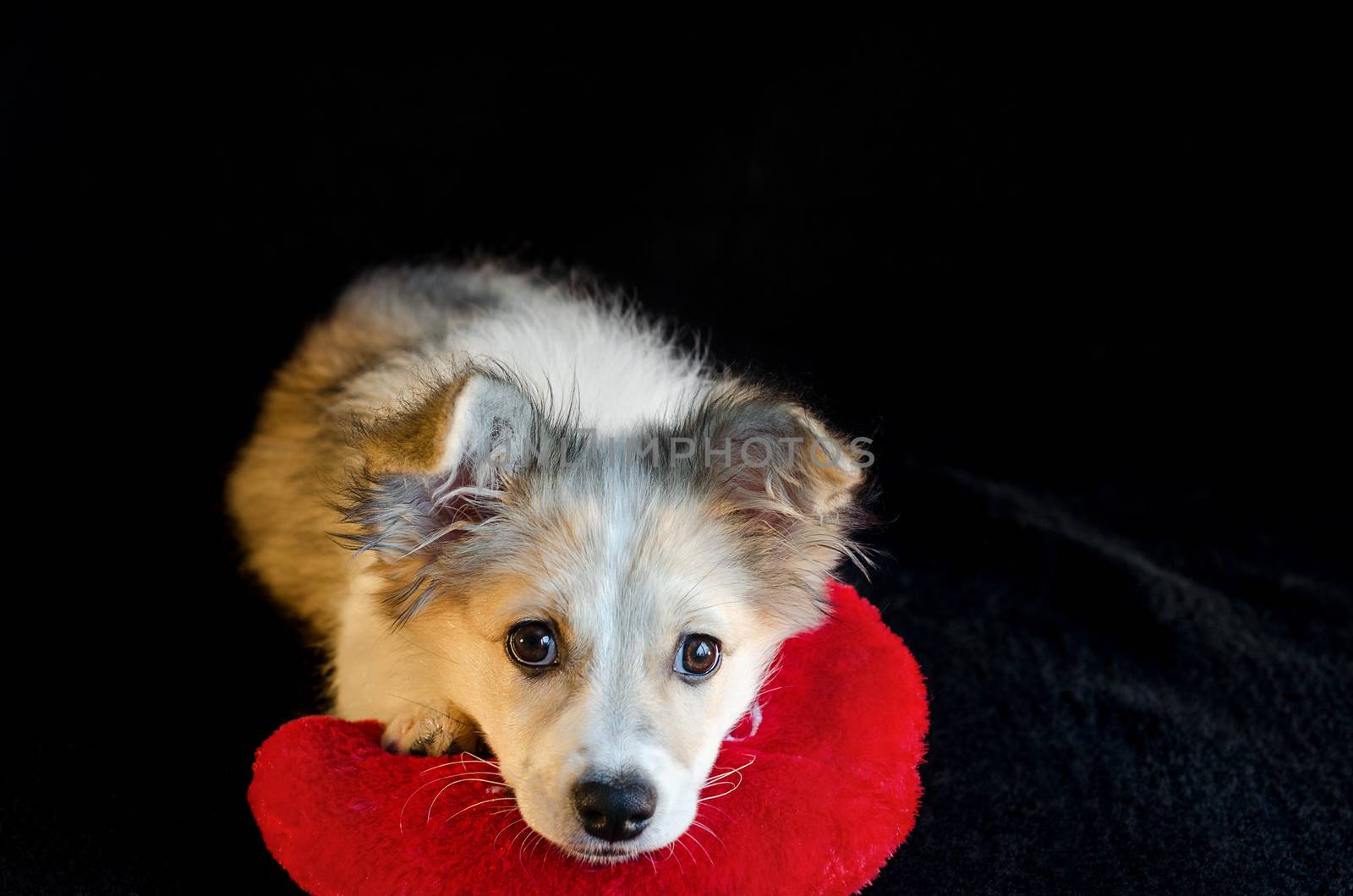Cute puppy lying on pillow in shape of heart on black background. Selective focus.
