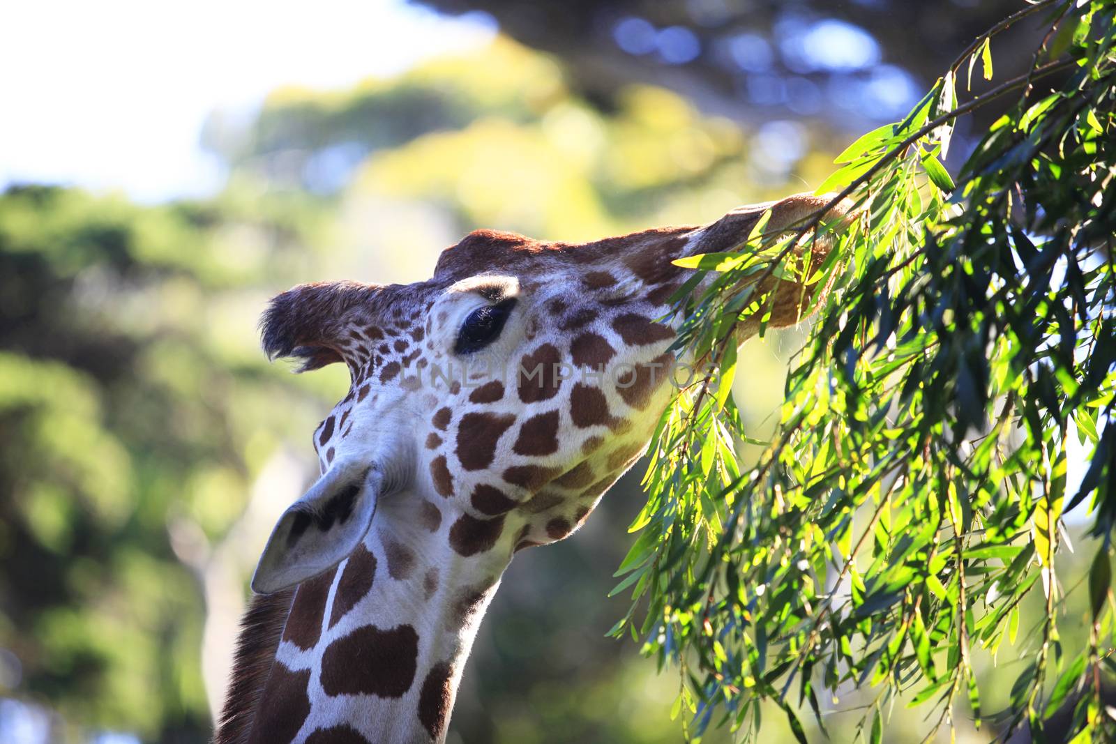 Free Giraffe in Tsavo National Park. Kenya
