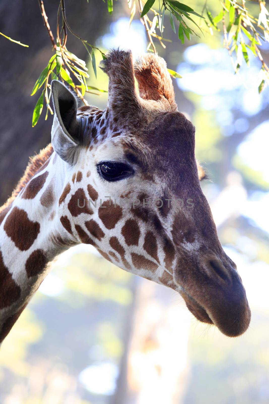 Free Giraffe in Tsavo National Park. Kenya