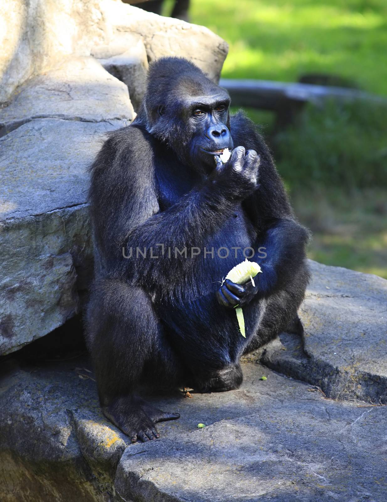 Gorilla eating cabbage in a zoo of San Francisco