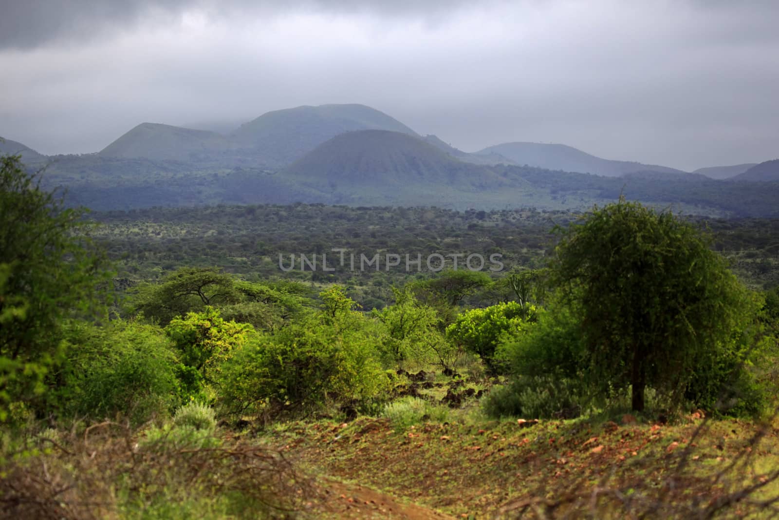 Park Tsavo East National - salah satu yang tertua dan taman negara terbesar di Kenya