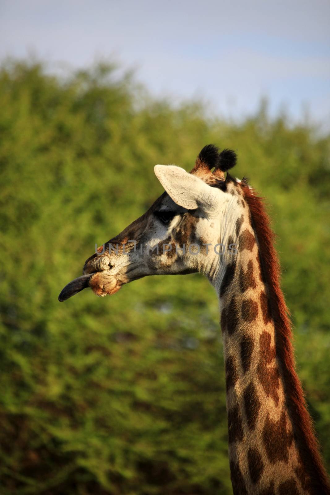 Free Giraffe in Tsavo National Park. Kenya