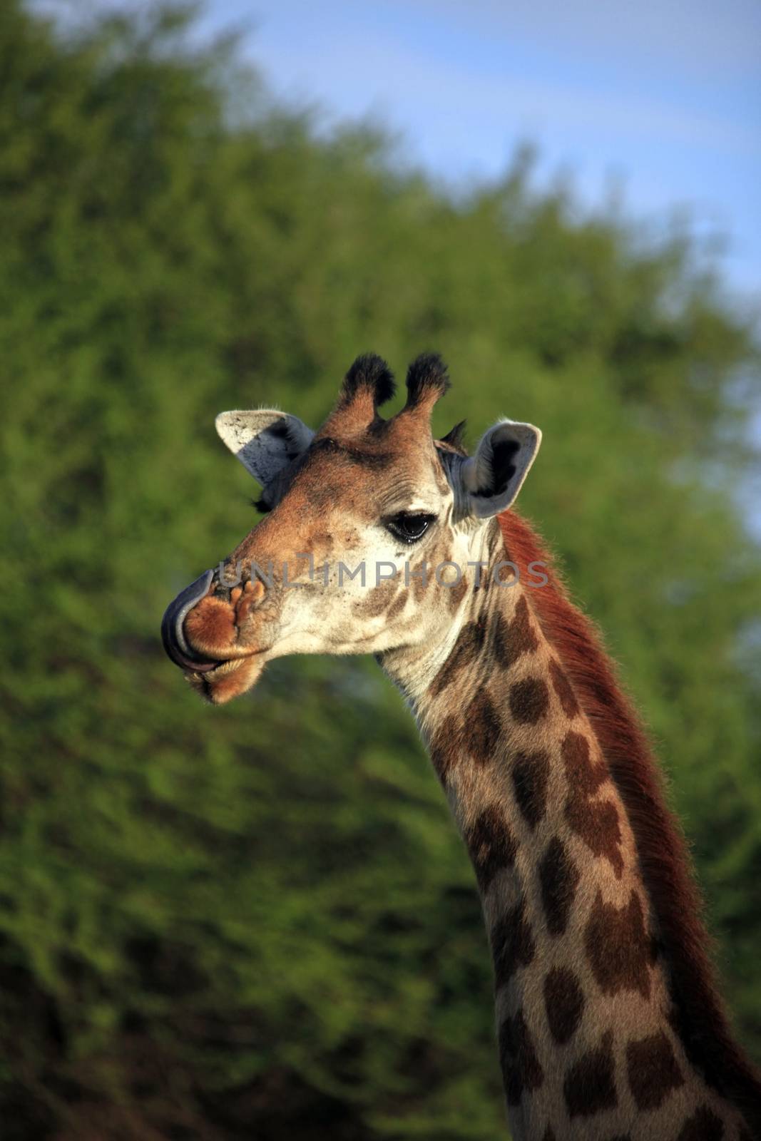 Free Giraffe in Tsavo National Park. Kenya
