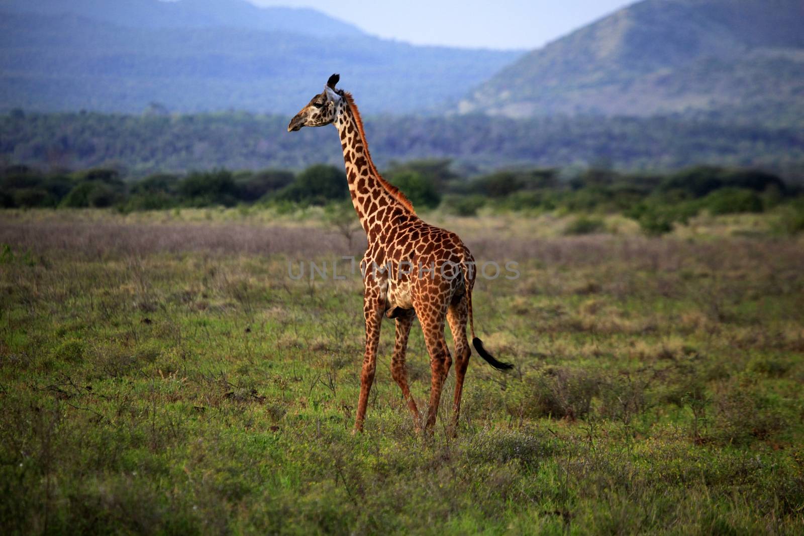 Free Giraffe in Tsavo National Park. Kenya