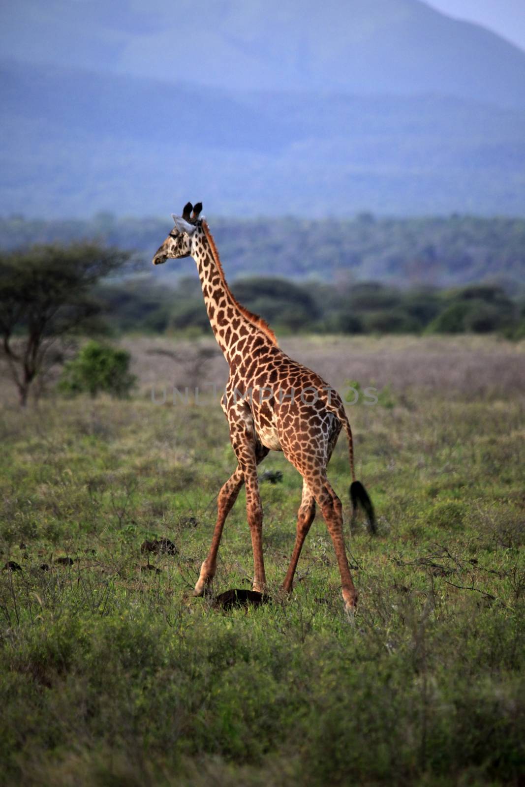 Free Giraffe in Kenya by friday
