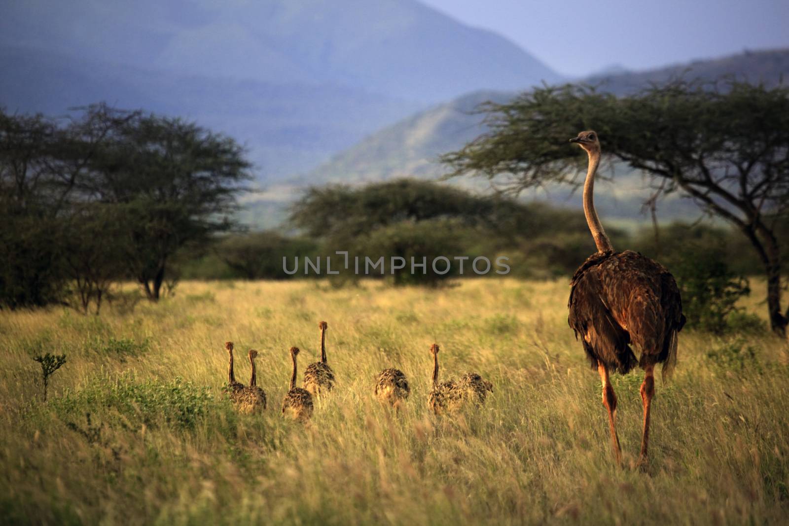 An adult ostrich with young chicks in Tsavo park. Kenya
