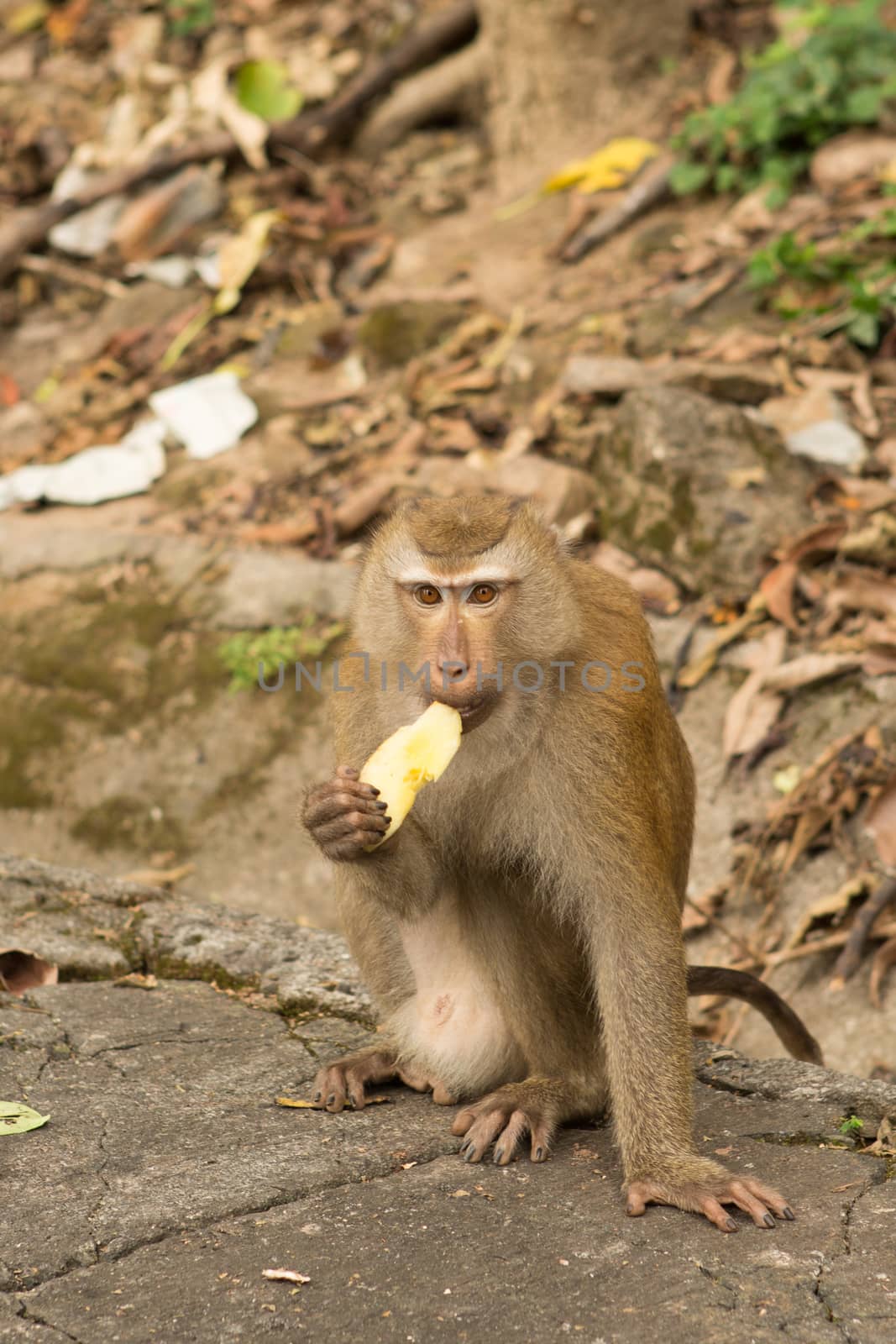 hungry little monkey sitting eating a yellow fruit