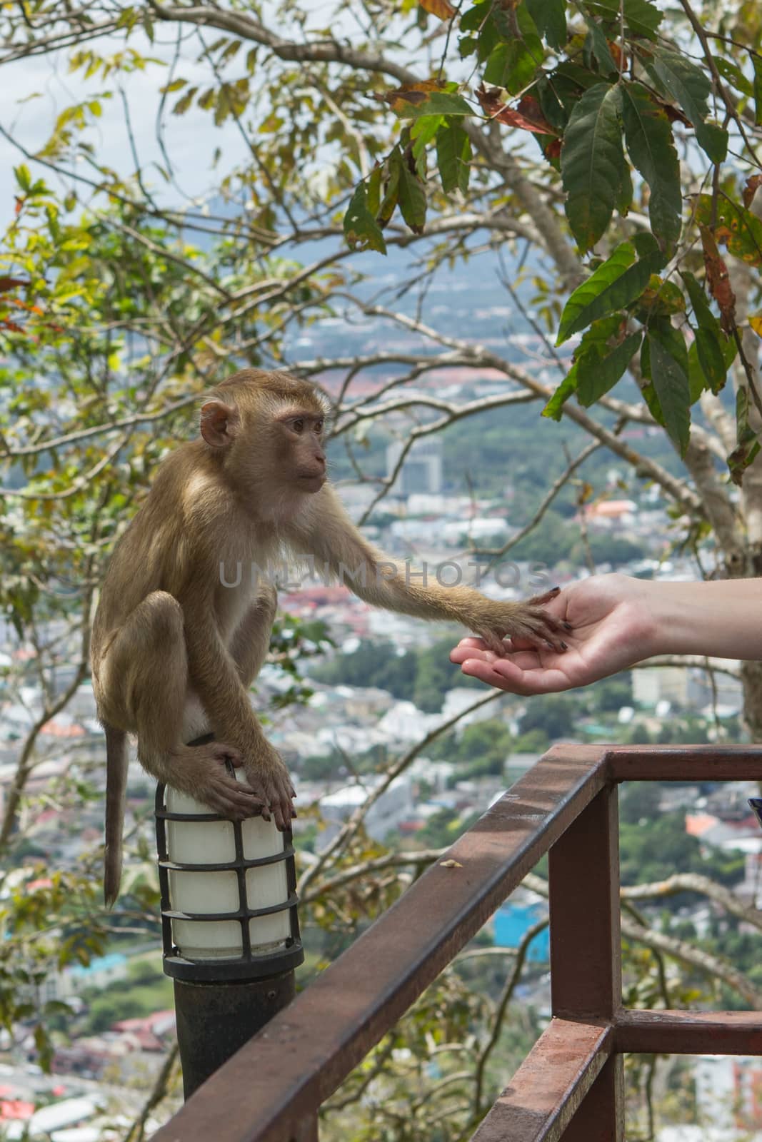 Handshake Between Human Hand And Monkey Hand