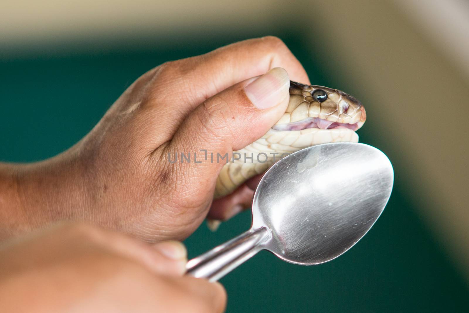 the trainer holds in the hands of a small poisonous Cobra